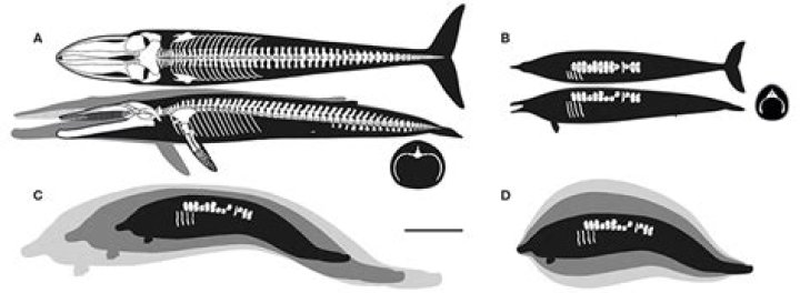 Are animals scaled up isometrically?