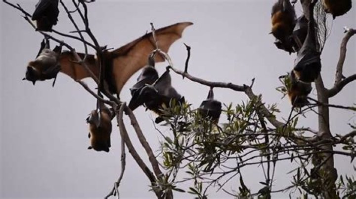 Are bats ever active during the day?