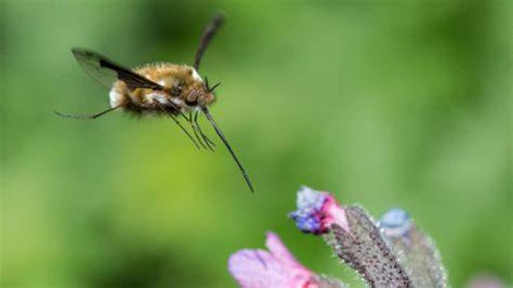 Are bee flies dangerous?