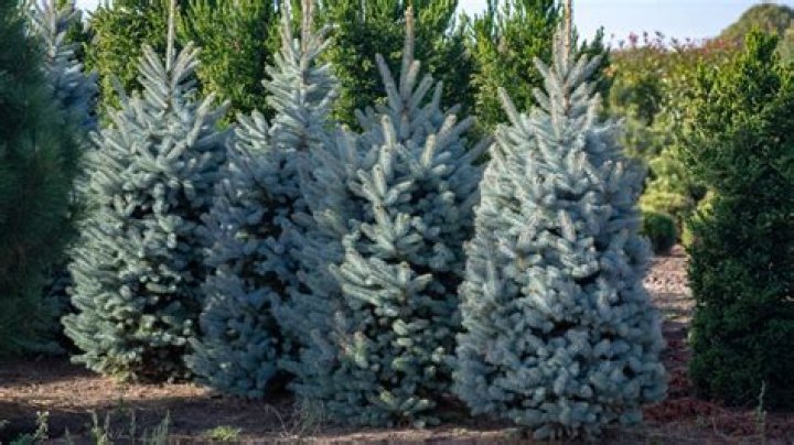 Are blue spruce fast growing?
