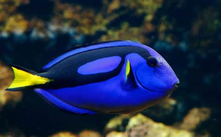 Are blue tangs easy to keep?