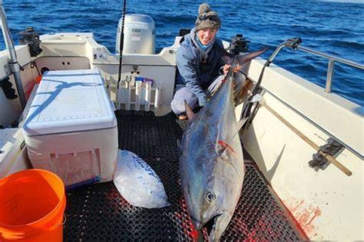 Are bluefin tuna dangerous?