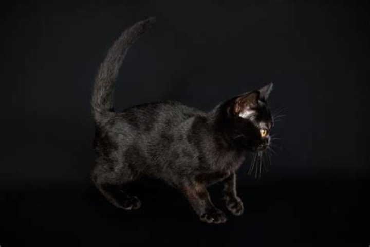 Are bombay cats friendly?