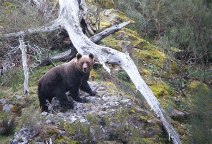 Are cantabrian brown bears dangerous?