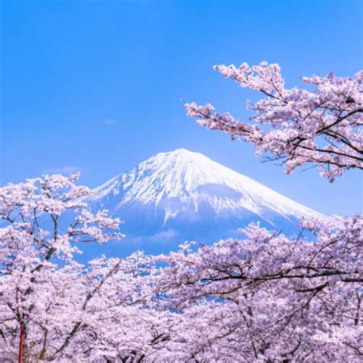 Are cherry blossoms blue?
