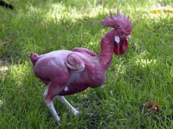 Are chickens plucked alive?