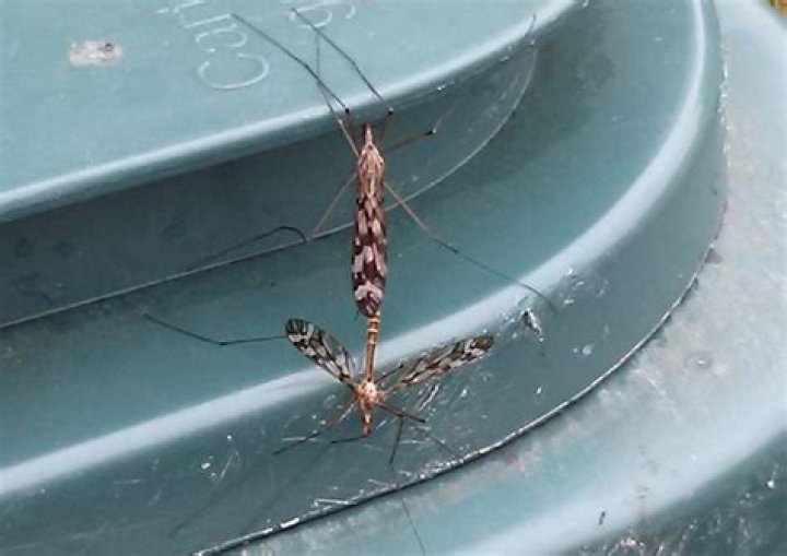 Are crane flies dangerous?