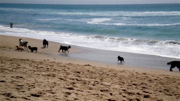 Are dogs allowed at beaches?