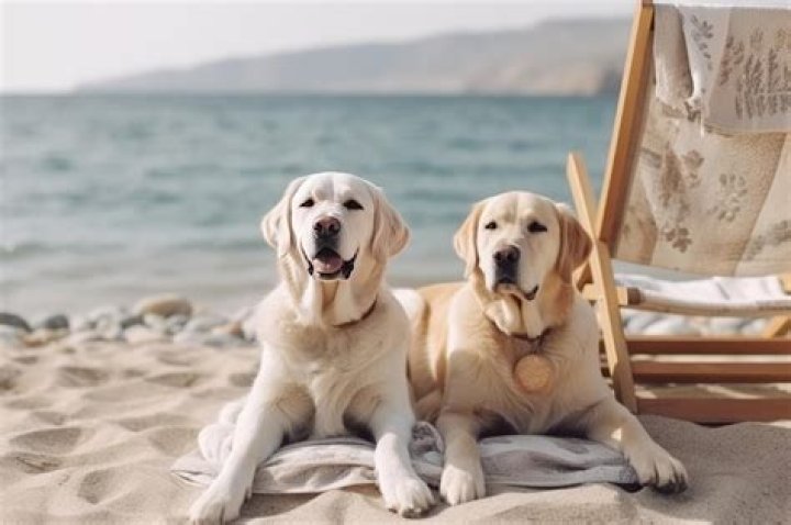 Are dogs allowed on Huskisson Beach?