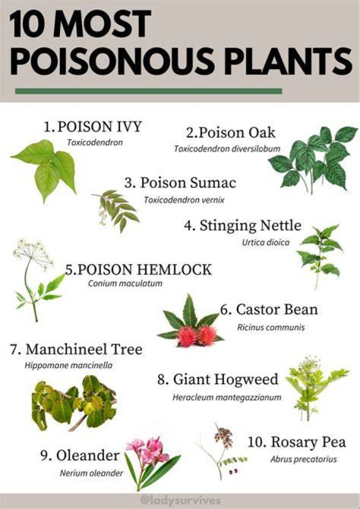 Are five leaved plants poisonous?