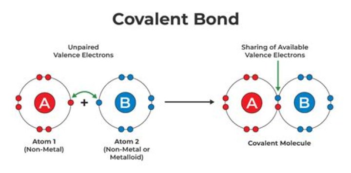 Are formed by covalent bonds?