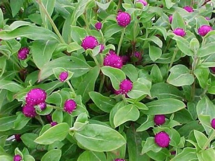 Are gomphrena deer resistant?