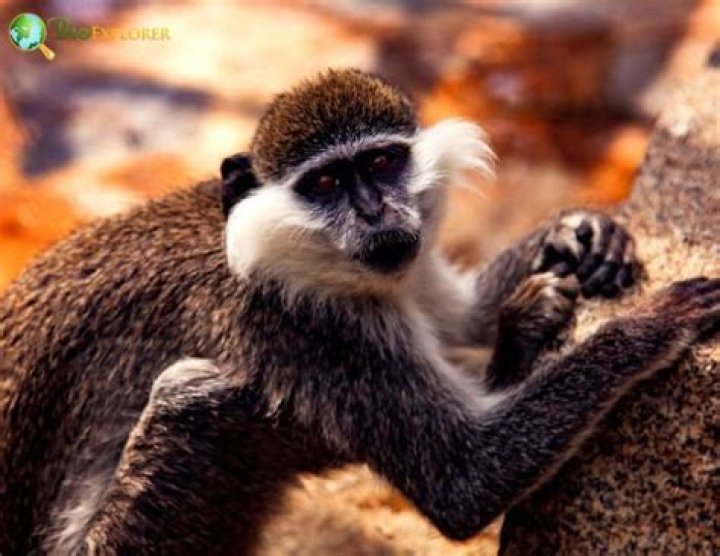Are grivet monkeys good pets?