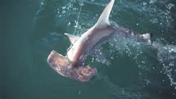 Are hammerhead sharks protected?