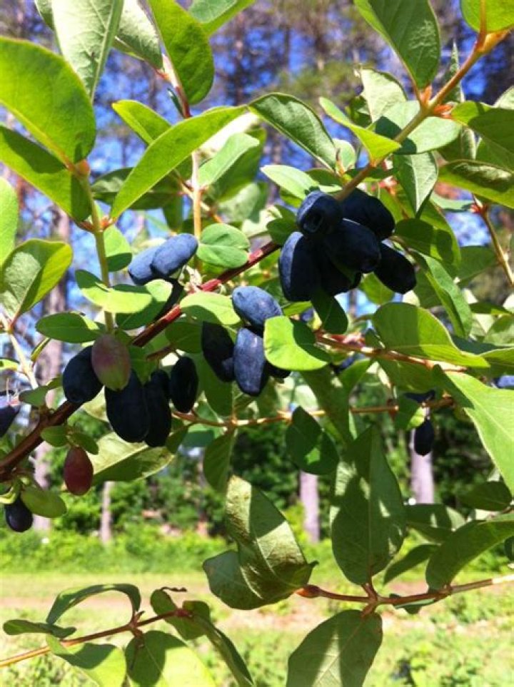 Are haskap berries deer resistant?