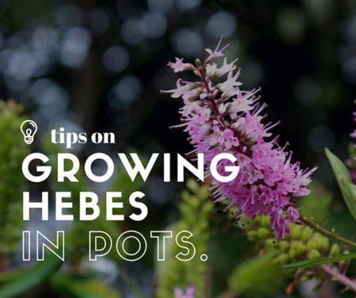 Are hebes fast growing?