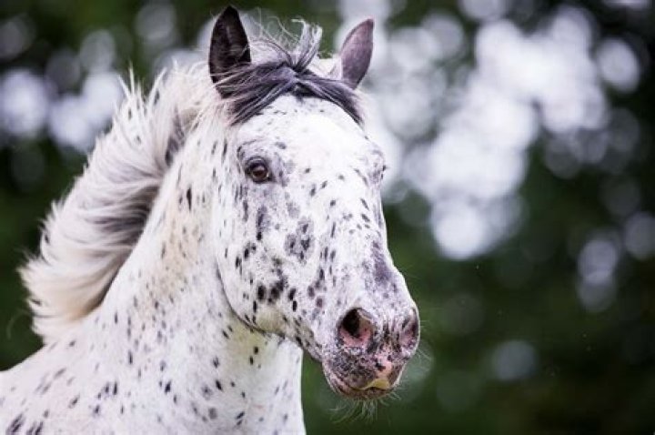 Are horses sure footed?