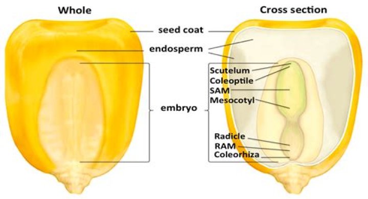 Are kernels the same as seeds?