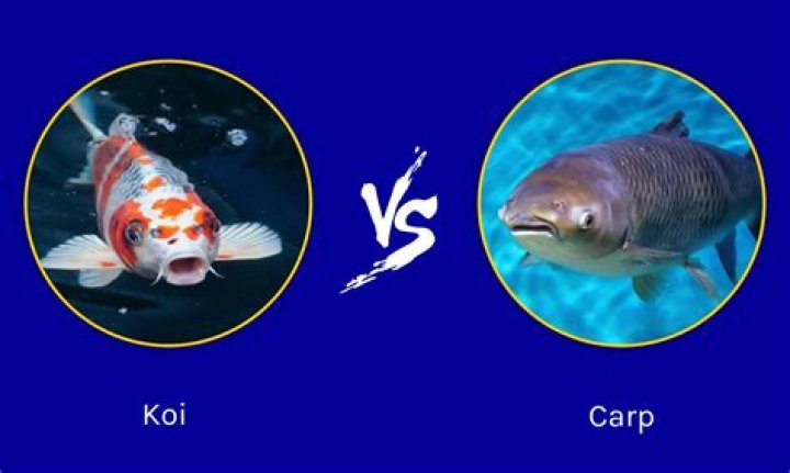 Are koi carp aggressive?