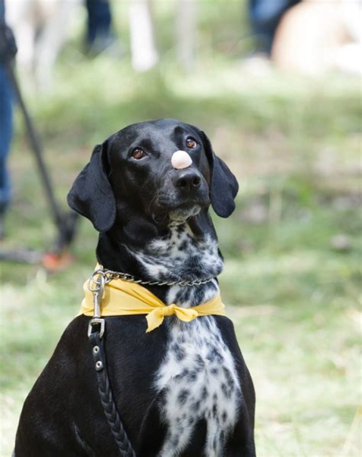 Are lab pointers or flushers?