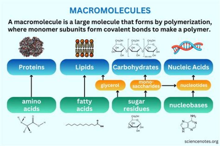 Are macromolecules monomers or polymers?