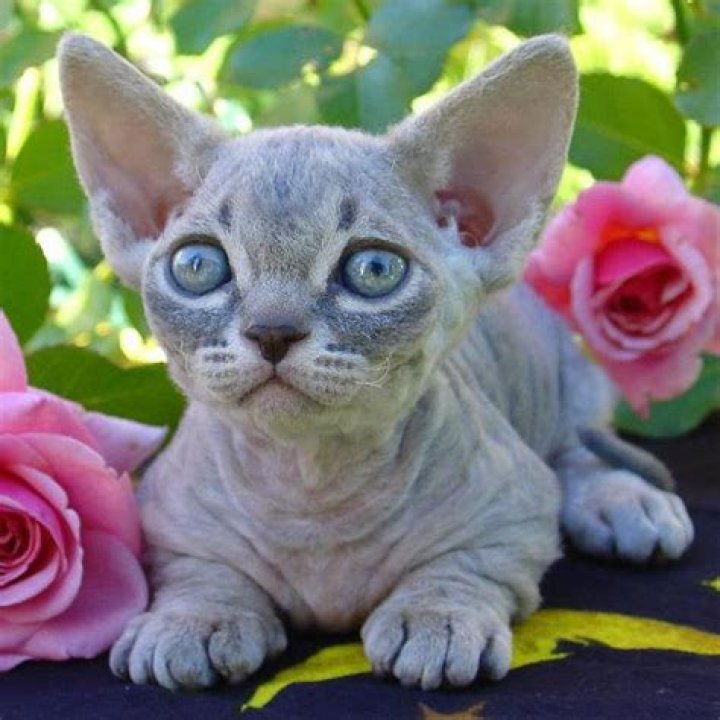 Are minskin cats hypoallergenic?