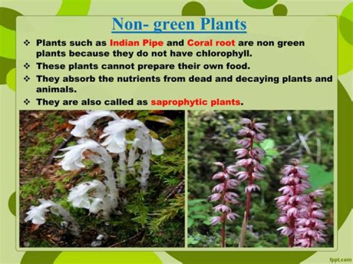 Are non green plants?
