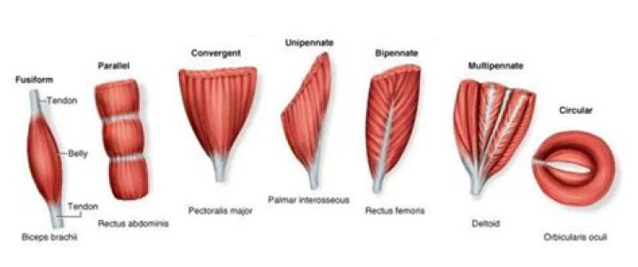 Are pennate muscles parallel?