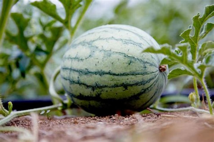 Are seeded watermelons sweeter?