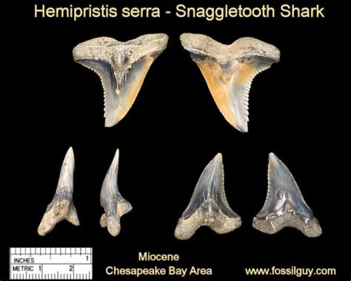 Are snaggletooth shark teeth rare?