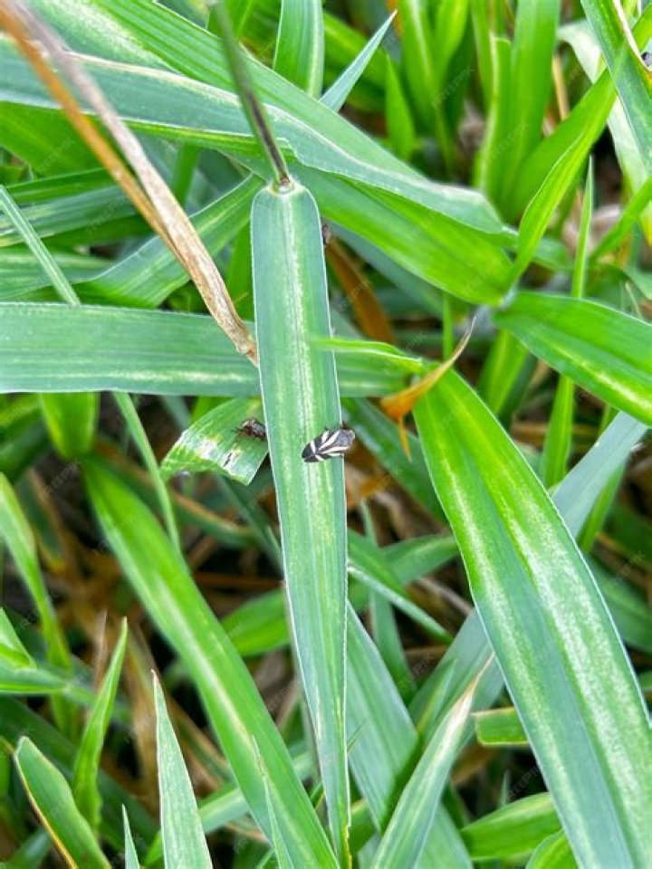 Are spittlebugs harmful to grass?