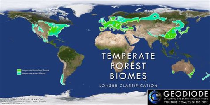 Are temperate forests productive?