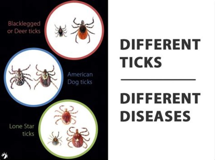 Are ticks considered parasites?