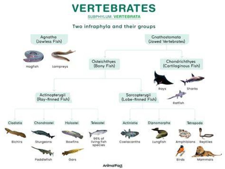 Are vertebrates important why?