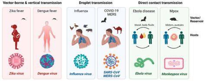 Are viruses transmissible between humans?