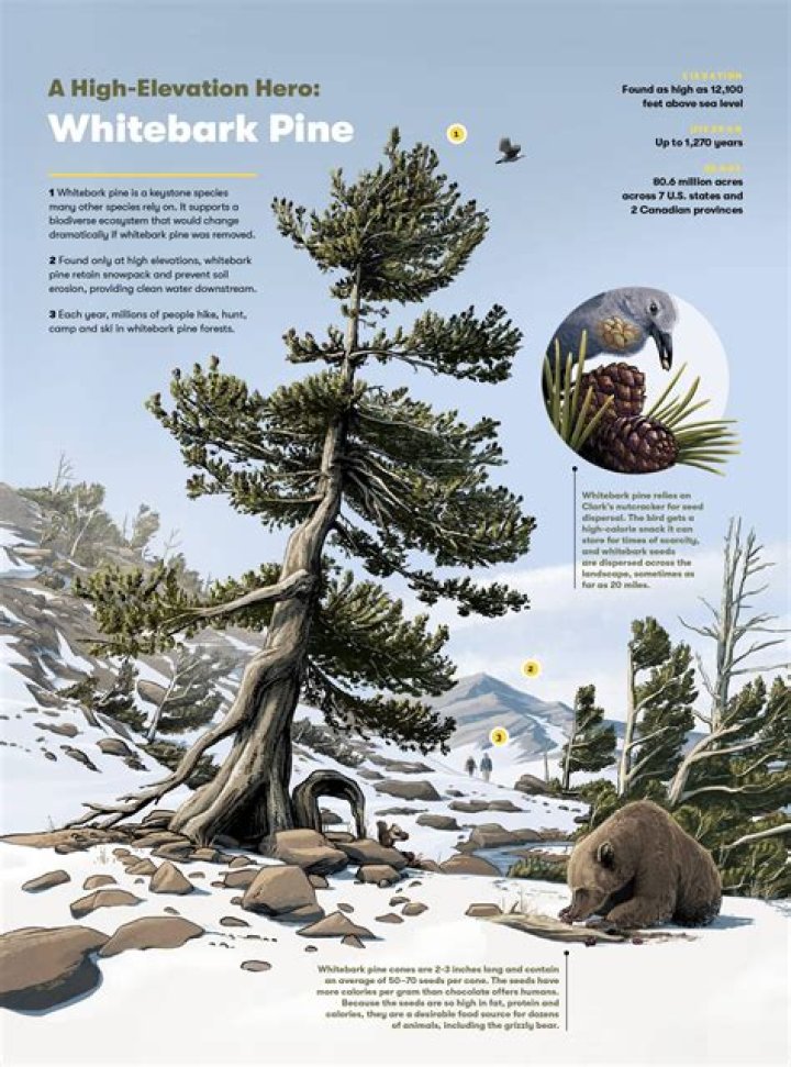 Are whitebark pines extinct?