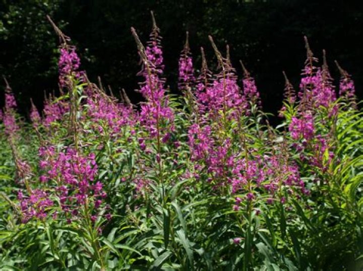 Are willow herb edible?