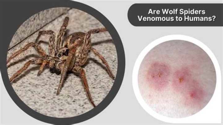 Are wolf spiders venomous?