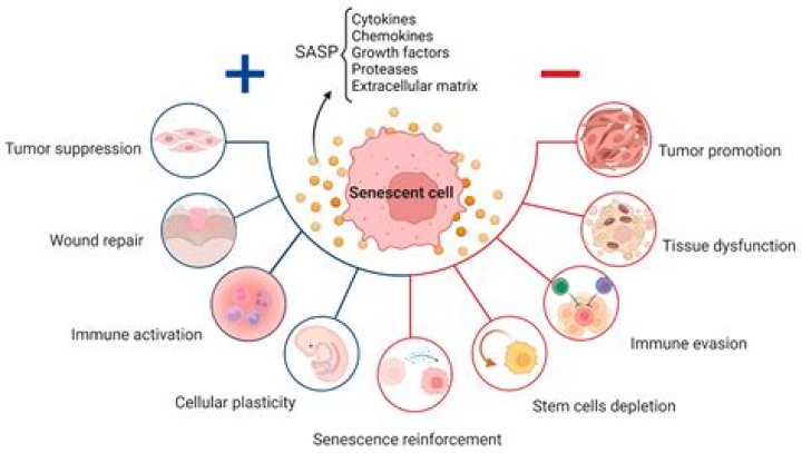 At what age does senescence begin?