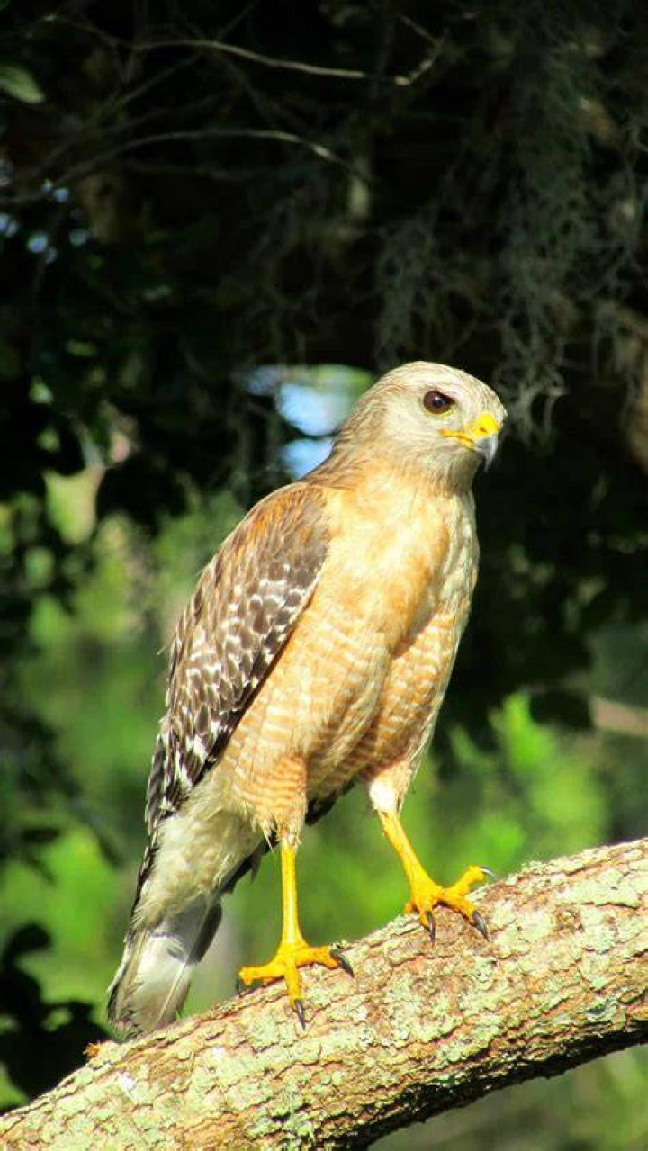 Can a red shouldered hawk kill a squirrel?