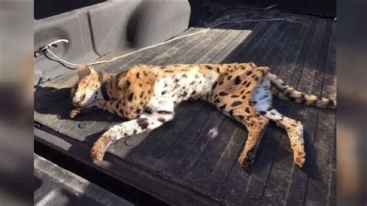 Can a serval kill a human?