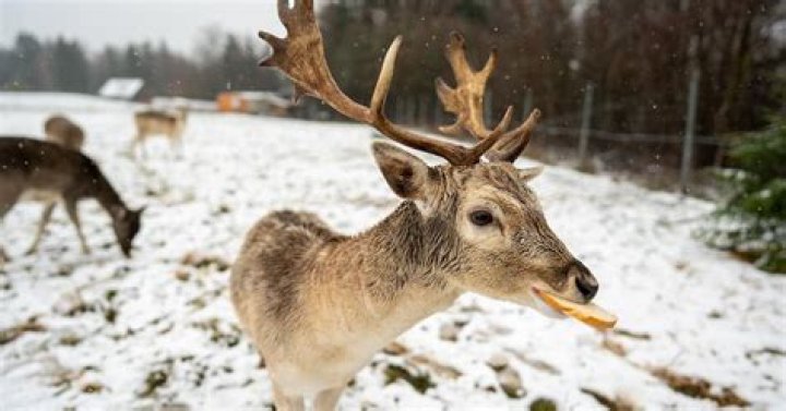 Can deer eat bread?