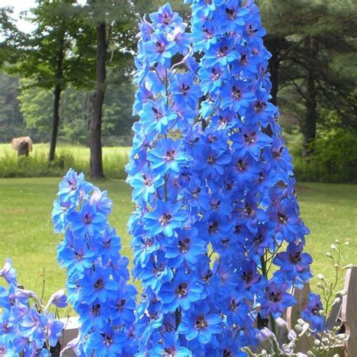 Can delphiniums be divided?