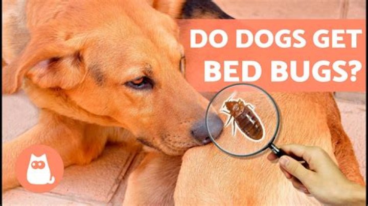 Can dogs get bit by bed bugs?