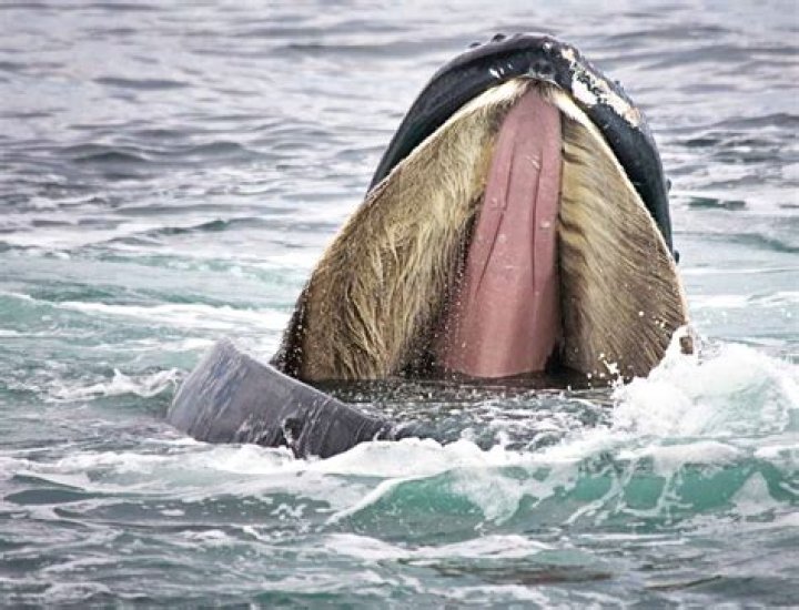 Can humpbacks whales eat?