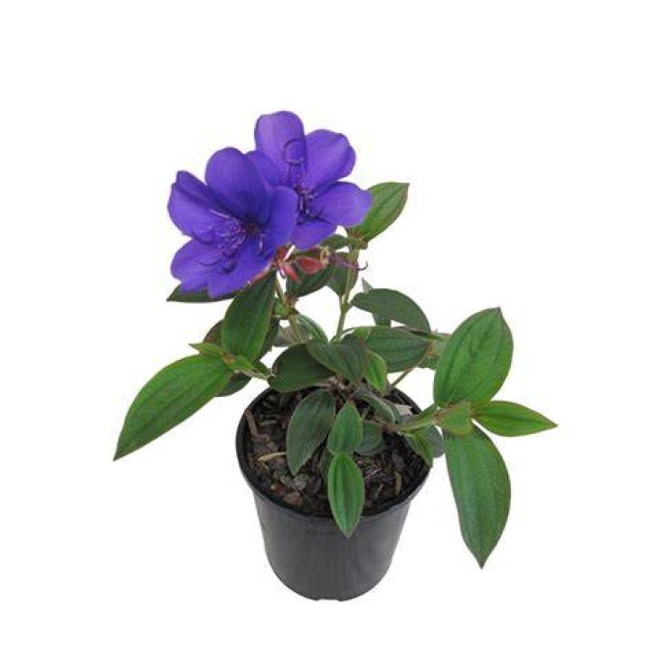 Can i cut back tibouchina?