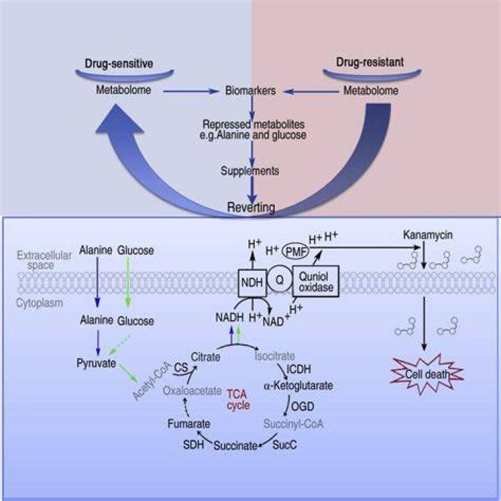 Can kanamycin kill bacteria?