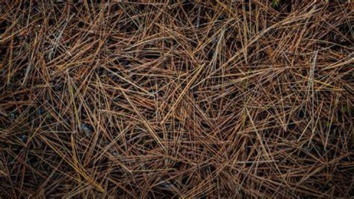 Can pine needles be used as mulch?