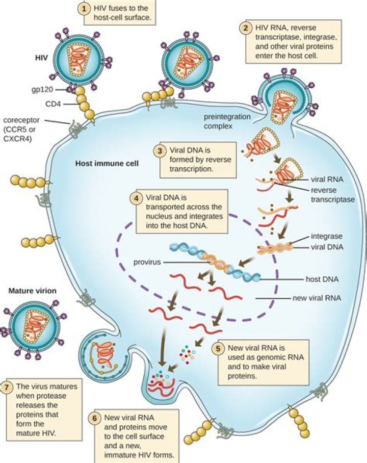 Can prophage become virulent?
