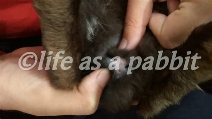 Can rabbits be dewormed?